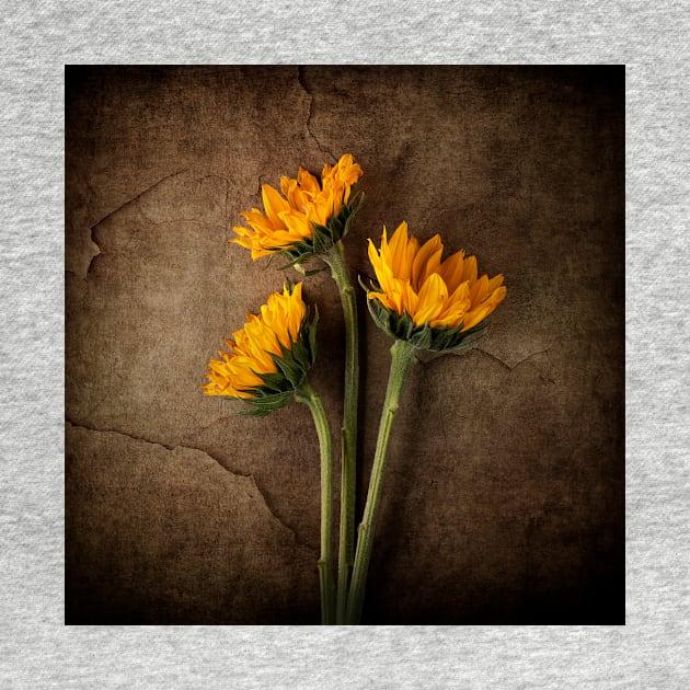 Sunflower Composite by jecphotography